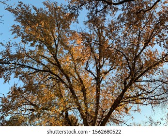 Trees And Scenery Along The Boise Greenbelt