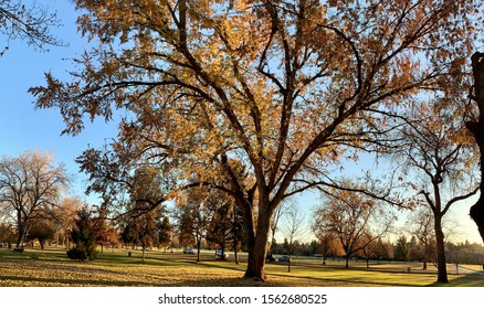 Trees And Scenery Along The Boise Greenbelt