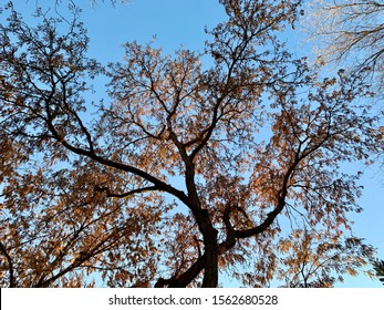 Trees And Scenery Along The Boise Greenbelt