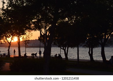 trees and sea