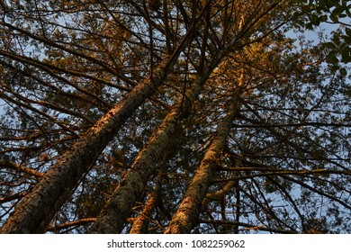 Trees seen from below at sunset