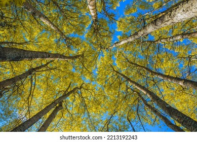 Trees Seen From Directly Below