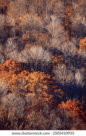 Trees are selectively lit by the dropping sun, from High Knob Natural Area, Sullivan County, Pennsyvania