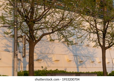Trees and Shadows in Spring sunset time