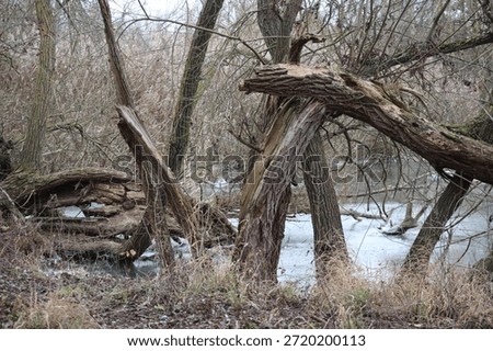 Trees shattered by Windfall before a frozen Lake