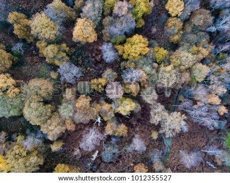 The trees of Sherwood Forest taken from above in Nottinghamshire, UK