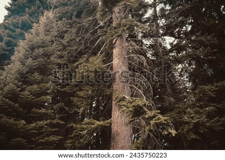 Similar – View of the turquoise sea in Canada framed by coniferous forest