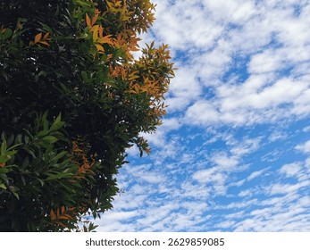 Trees side by side with clouds