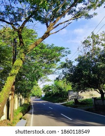 trees at the side of a road
