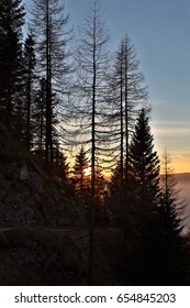 trees silhouette