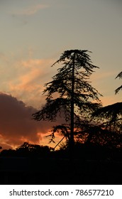 trees silhouette at sunset