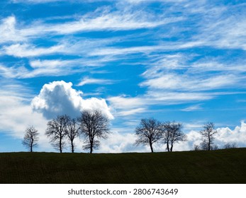 Trees silhouette under dramatic cloudy sky. A row of leafless trees on a green grassy ridge against a spectacular blue sky filled with white cumulus and cirrus clouds. Rural landscape in the Italian hills.