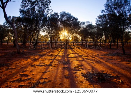 Trees silhouetted by a sunset. Light rays stream through trees in the Australian outback. Balonne Queensland. Fingers of god illuminate red bushland.