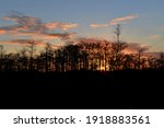 Trees are silhouetted with the rising sun behind them, in Big Cypress  