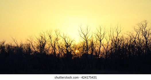 Trees silhouettes against sunset background - Powered by Shutterstock