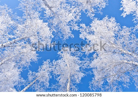 trees in silver