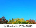 trees and sky