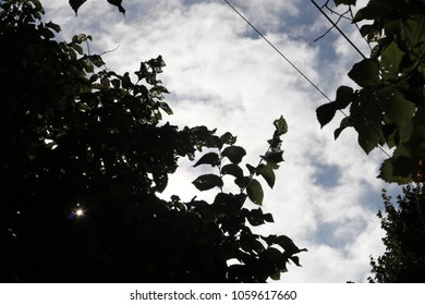 Trees and Sky