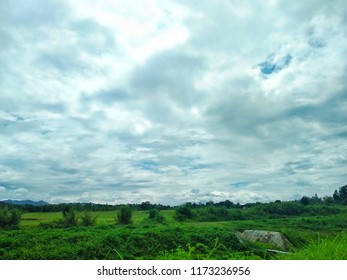 Trees and sky