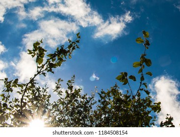 Trees in Sky