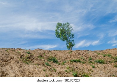 Trees and sky