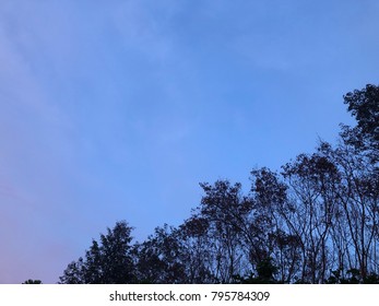 Trees and sky