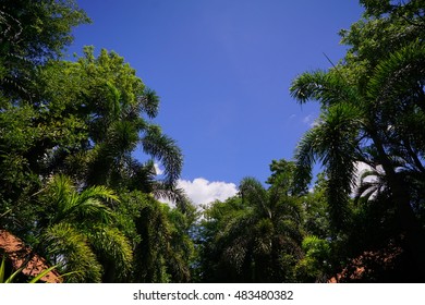 Trees and sky background.