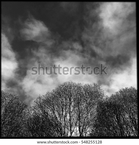 Similar – Image, Stock Photo Trees vs. storm 1 : 0