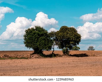 Trees sky and clouds background. Beautiful weather day.