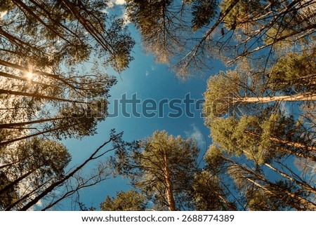 Trees, sky, perspective. Bottom-up view