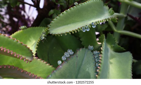 A trees with small trees on the leaf