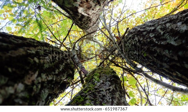 Trees with small personal
space.