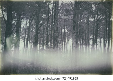 trees in smoke 