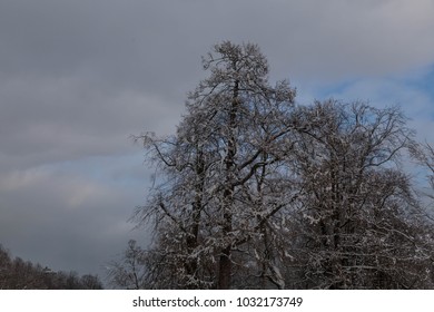 
Trees in the snow