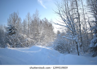 trees in snow