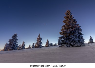 trees in snow black forest