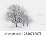 Trees in snow Kastoria Greece