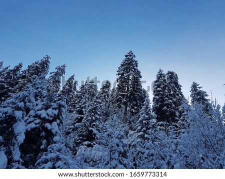 trees with snow with sunset behing