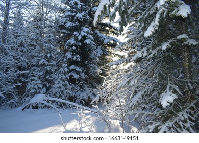 trees in the snow, winter landscape