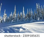 Trees from Snowbowl Montana Skiing resort, USA
