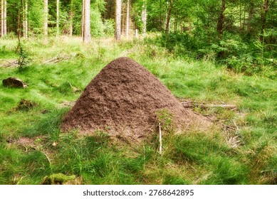 Trees, soil and anthill with grass in forest for colony, shelter structure and underground tunnel. Woods, sand or dome growth for nest protection, breeding ground and decomposition in natural habitat