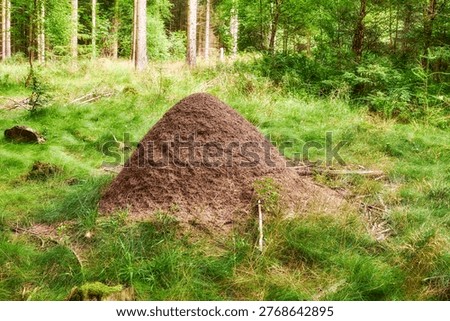 Trees, soil and anthill with grass in forest for colony, shelter structure and underground tunnel. Woods, sand or dome growth for nest protection, breeding ground and decomposition in natural habitat
