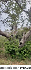 Trees Of Solstice Canyon In Central Malibu, California