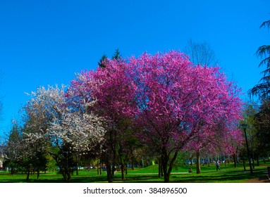 Trees in the spring