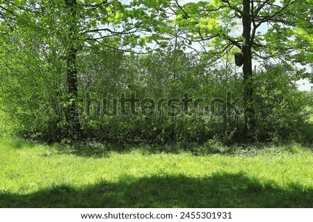 trees in spring, first spring leaves, sun in tree branches, spring greenery, tree branches, thickets in the park, view of the park