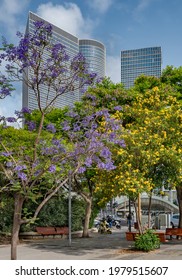 Trees With Spring Flowers At Tel Aviv Downtown.