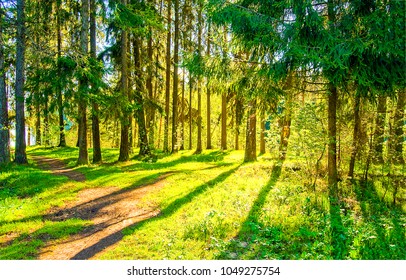 Trees In The Spring Forest Landscape View