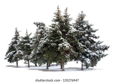 Trees spruce isolated on white background