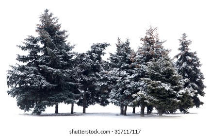 Trees spruce isolated on white background  