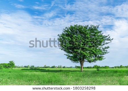 
The trees stand out in the fields under the blue sky and green fields.